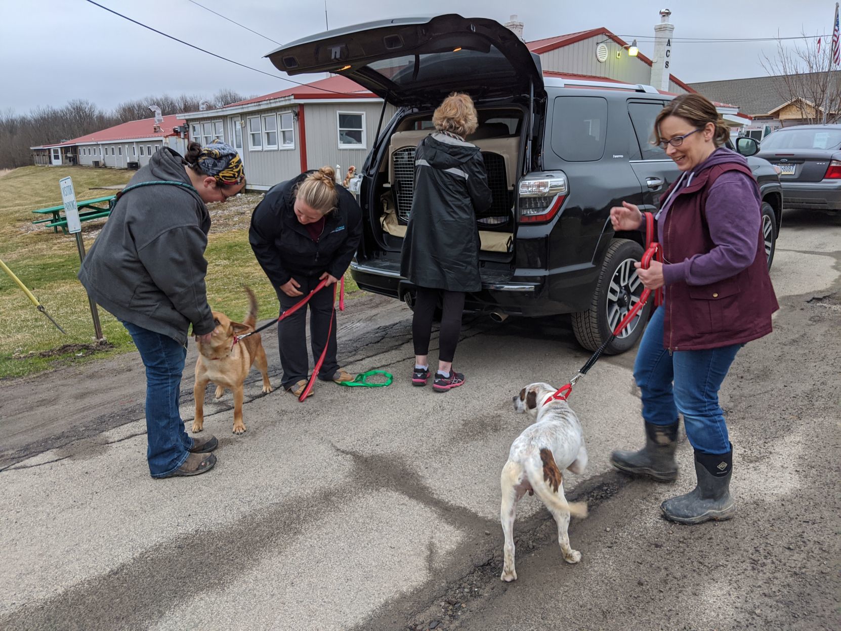 A canine caravan